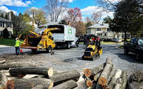 Enterprise, WV Tree Removal Services Company