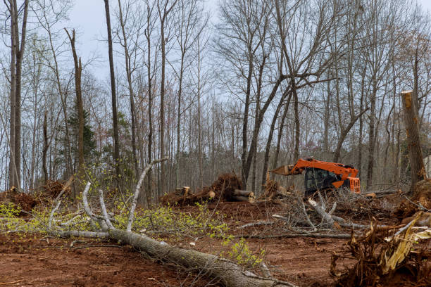 How Our Tree Care Process Works  in  Enterprise, WV